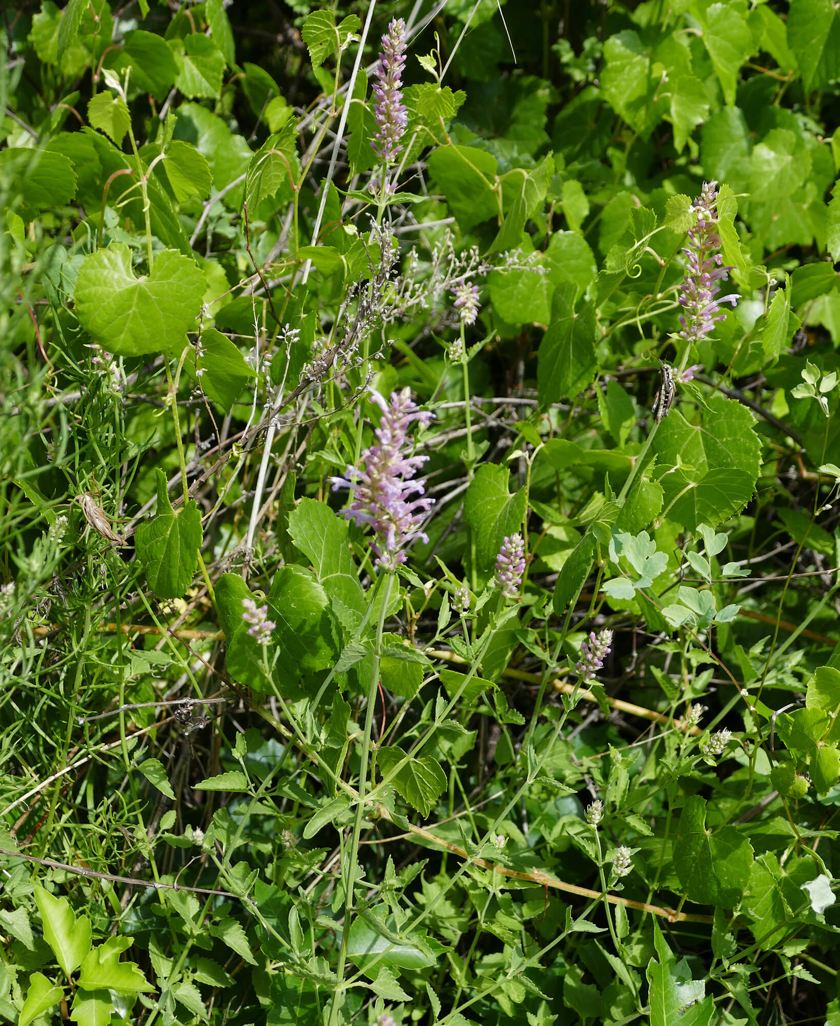 Agastache pallidiflora var. Neomexicana